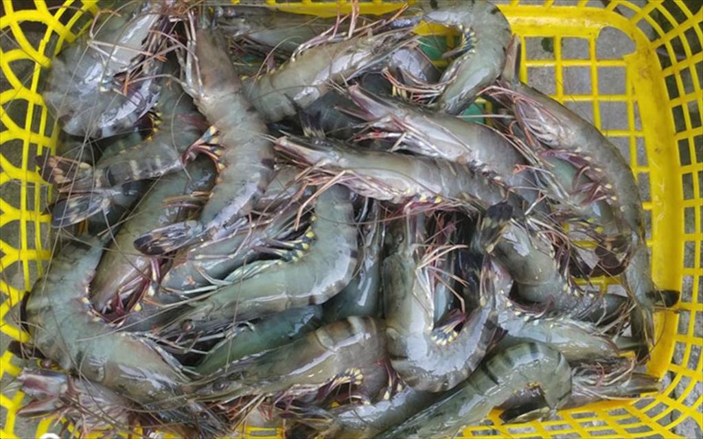 Huyết tương sấy phun giúp tăng sức khỏe và hiệu quả nuôi tôm sú