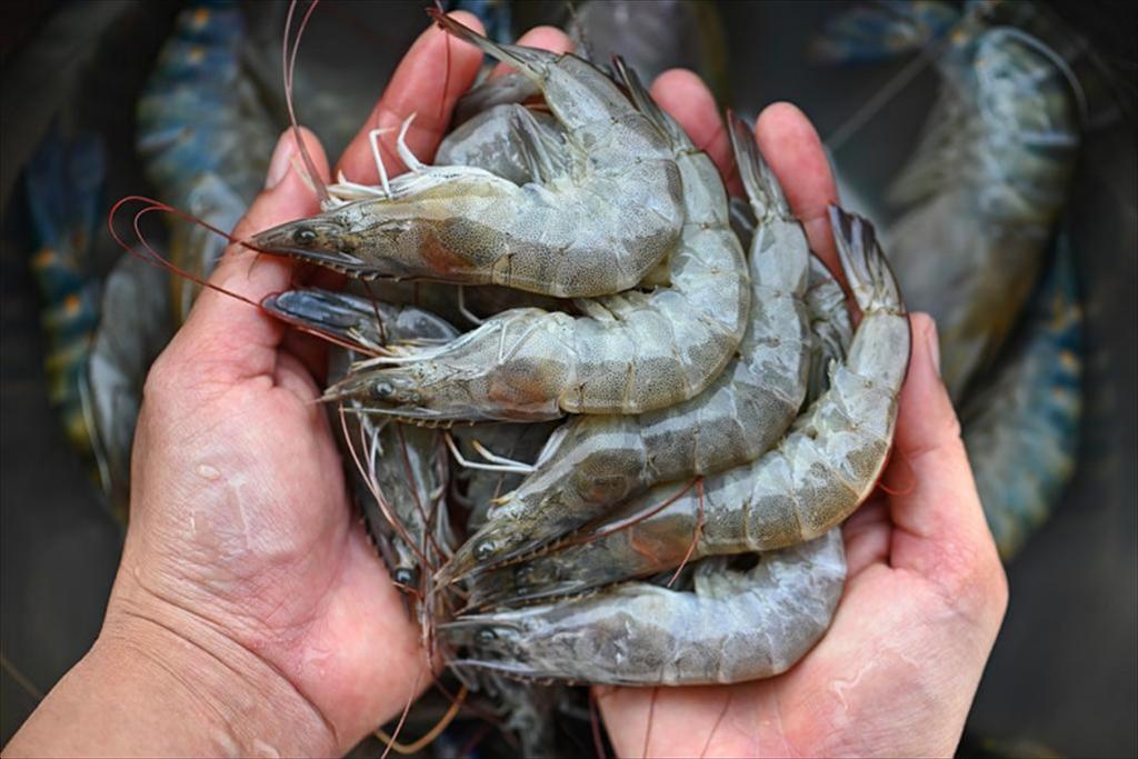 Mỹ điều chỉnh thuế chống bán phá giá tôm Thái Lan do lỗi tính toán