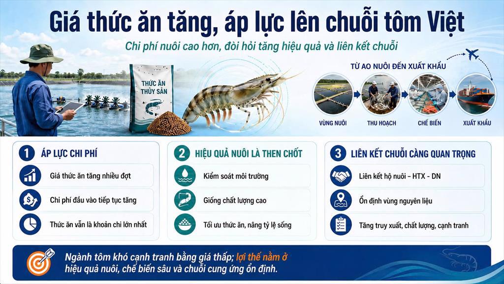 Giá thức ăn tôm tăng Áp lực chi phí và yêu cầu nâng cao hiệu quả sản xuất trong toàn chuỗi
