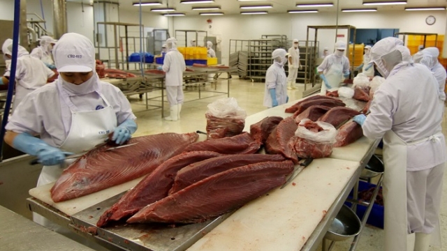 Cá ngừ Việt Nam trước cuộc đua mới tại thị trường Anh