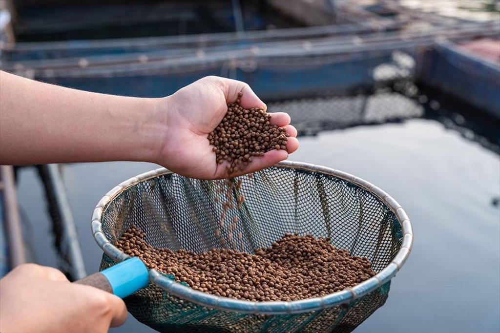 Nguồn cung thắt chặt, thị trường bột cá toàn cầu đối mặt áp lực tăng giá