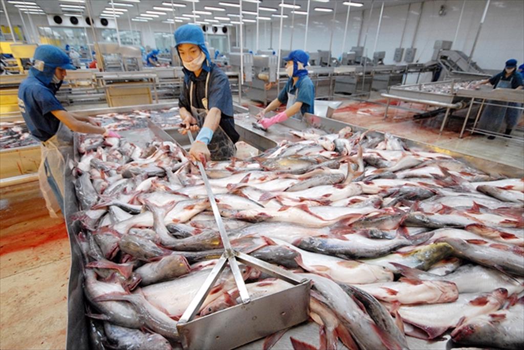 Vietnam’s pangasius exports to the US Cautious recovery amid tariff uncertainties