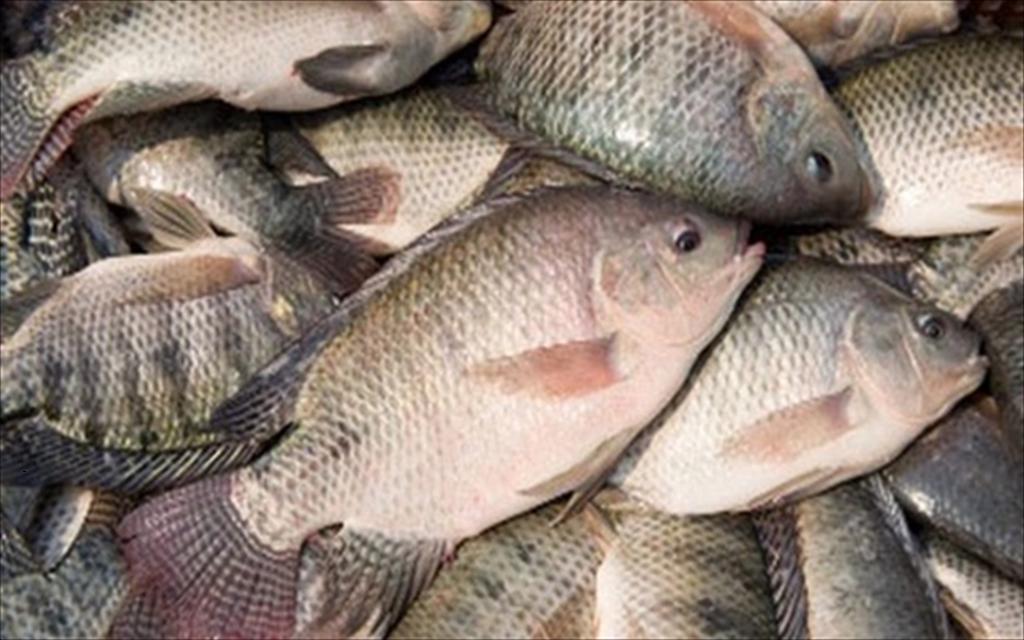 Vietnam’s competitors in the global tilapia market