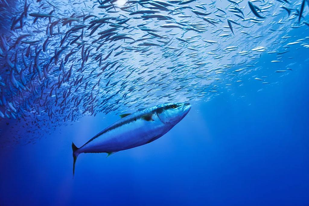 WorldFish Thực phẩm thủy sản phải được đặt ở trung tâm các chiến lược phát triển