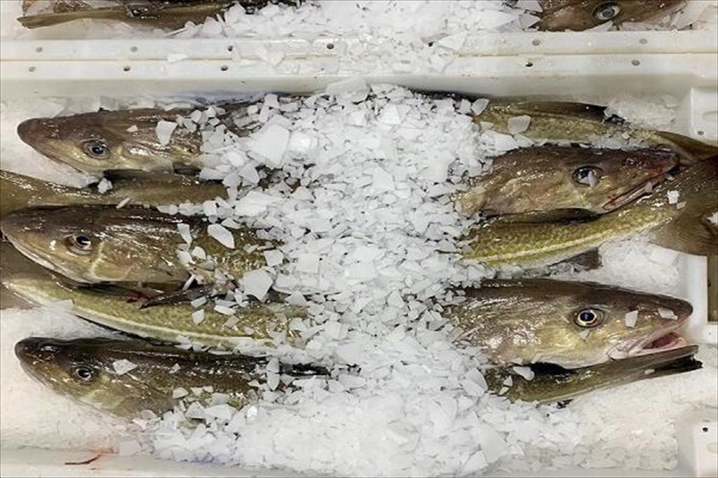 Nguồn cung cá thịt trắng châu Âu thắt chặt, giá cá tuyết và haddock tăng mạnh