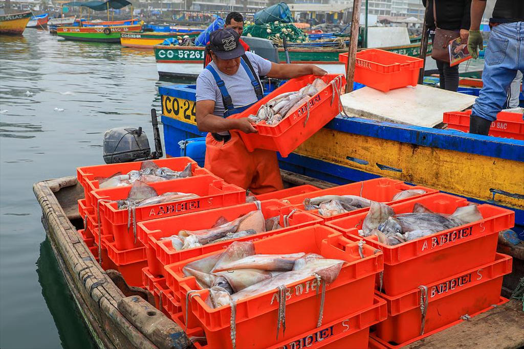 Giá mực Peru hạ nhiệt