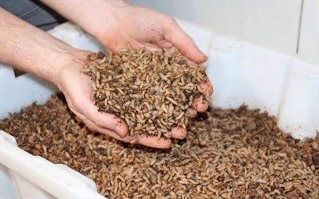 EU phát triển thức ăn thủy sản từ côn trùng và tảo