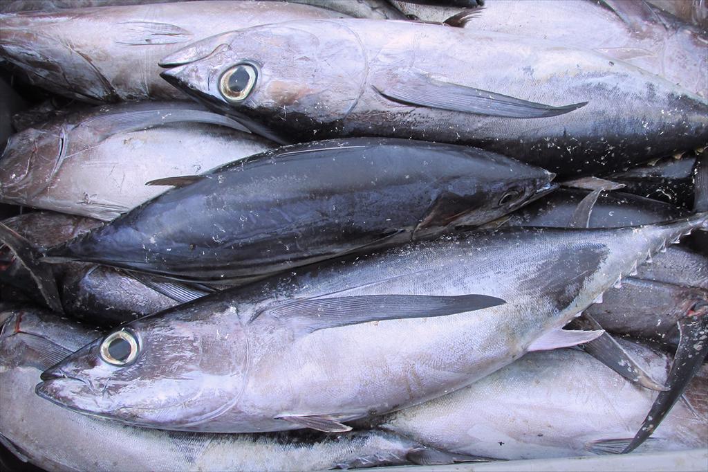 Tuna exports slow as ocean freight rates climb
