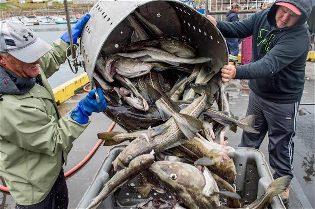 Canada tăng 55% hạn ngạch cá tuyết Bắc trong năm 2026