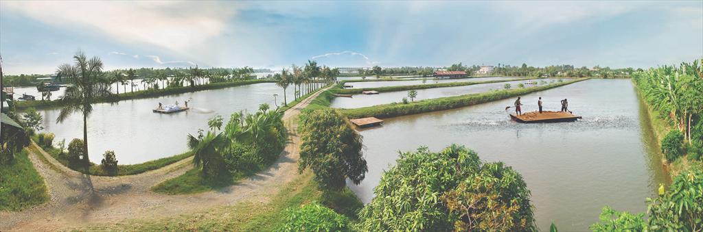 Ngành nuôi cá rô phi Việt Nam siết chặt quản lý và tiêu chuẩn an toàn