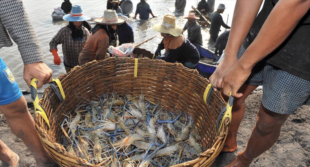 Tôm Thái Lan thích ứng với áp lực thuế tại Mỹ