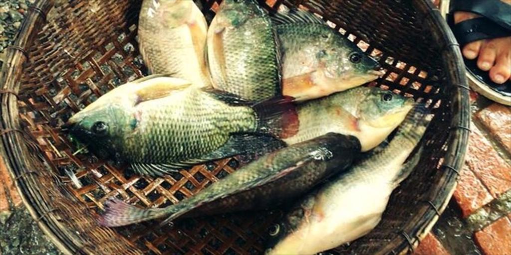 Phòng trị bệnh xuất huyết trên cá rô phi