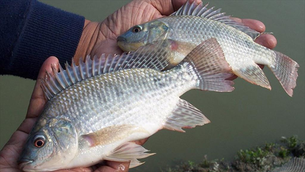 Brazil phát triển thực phẩm bổ sung protein từ phụ phẩm cá rô phi