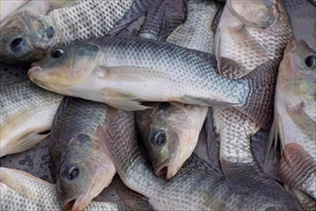 Guolian Trung Quốc rót 13 triệu USD vào mảng xuất khẩu cá rô phi