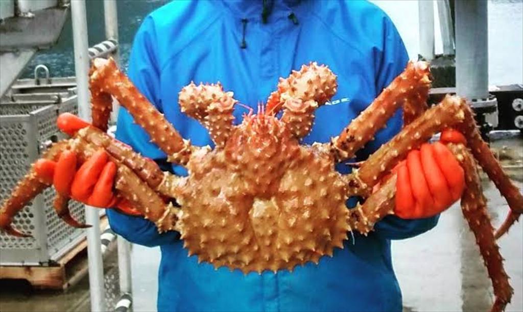 Alaska tăng 13% hạn ngạch khai thác cua hoàng đế vàng niên vụ 20262027