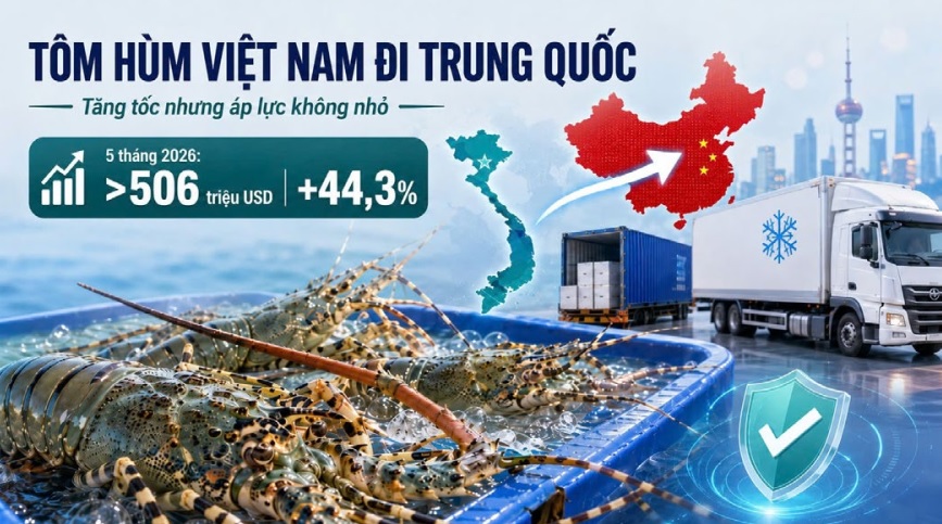 Tôm hùm Việt Nam đi Trung Quốc Tăng tốc nhưng áp lực không nhỏ