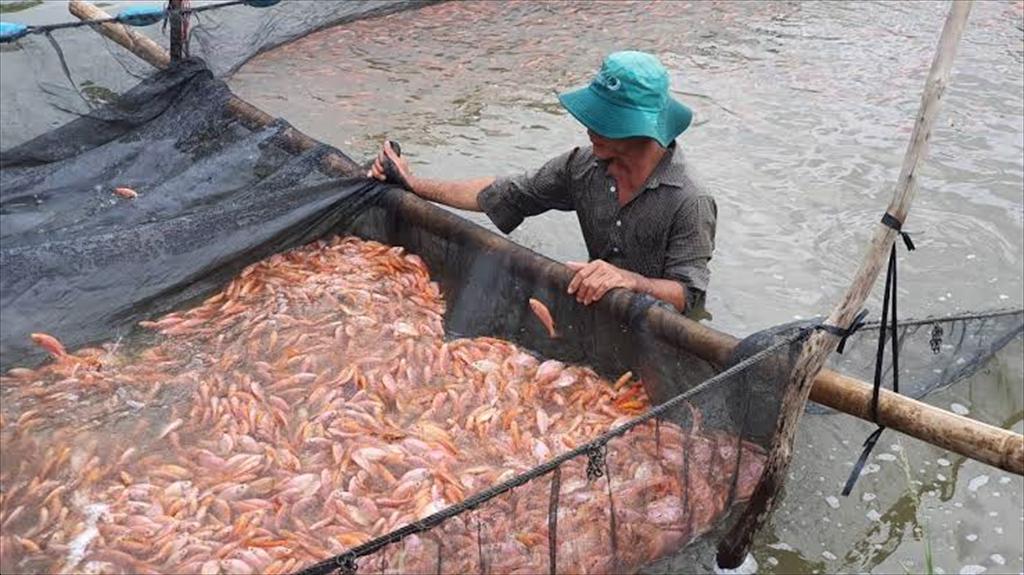 Hai Phong promotes high-tech farming of red tilapia and tilapia