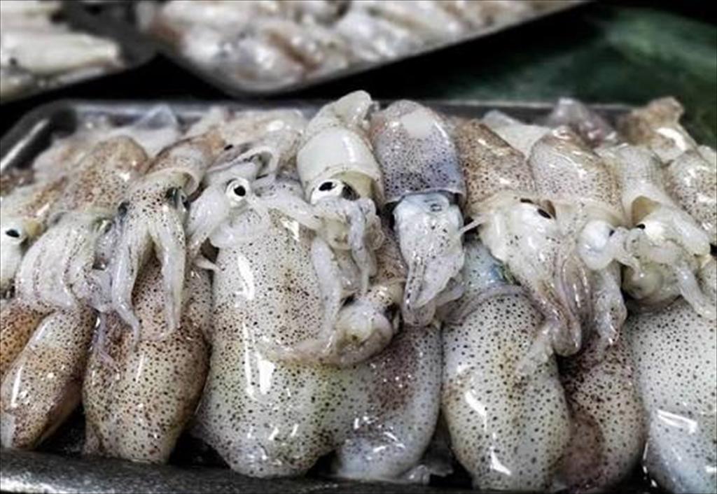 Asian markets drive Vietnam’s squid and octopus export recovery