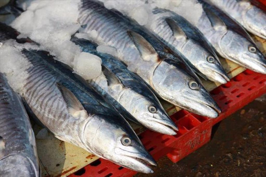 EU và NEAFC siết kiểm soát khai thác cá thu Bắc Đại Tây Dương
