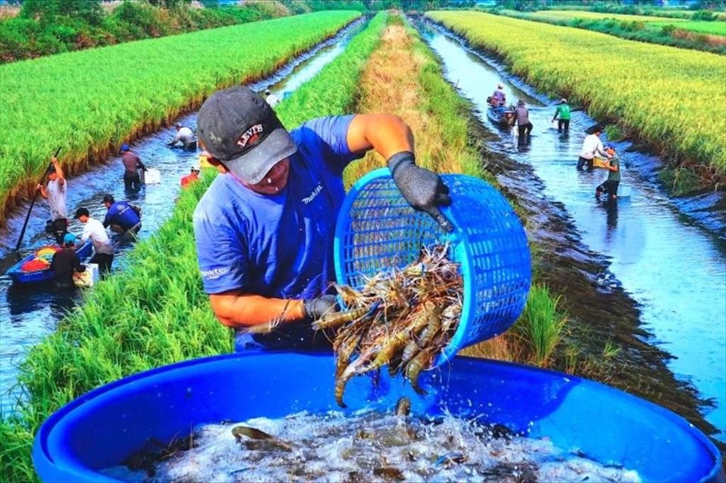 Cà Mau nhân rộng mô hình lúa hữu cơ – tôm theo hướng bền vững