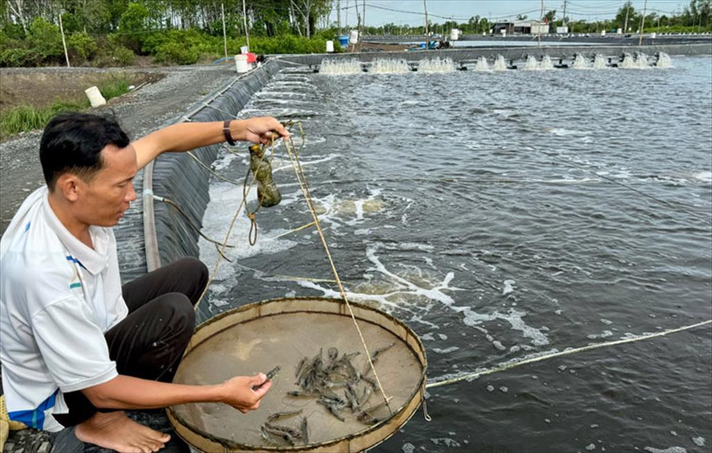 Người nuôi tôm tăng cường kiểm soát chi phí, giảm FCR để ứng phó “bão giá”