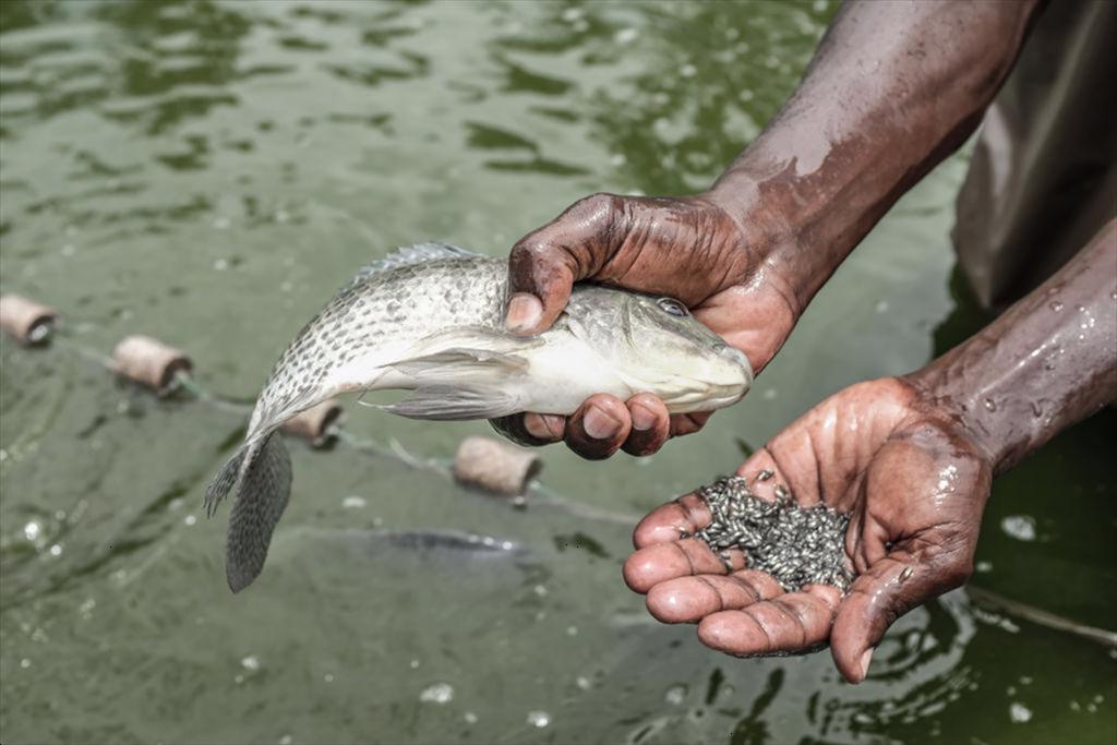Nigeria Cá da trơn vẫn chiếm ưu thế, cá rô phi nổi lên như 1 lựa chọn mới