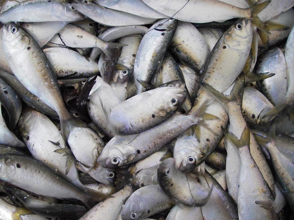 Doanh nghiệp thủy sản Mỹ bác cáo buộc cản trở nghiên cứu nguồn lợi cá menhaden