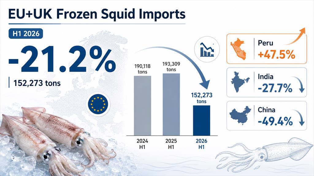 Nhập khẩu mực đông lạnh vào châu Âu giảm hơn 21% trong nửa đầu năm 2026