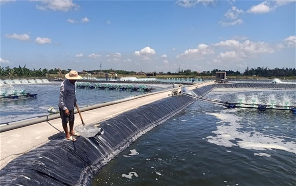 Nuôi tôm hai giai đoạn thích ứng biến đổi khí hậu