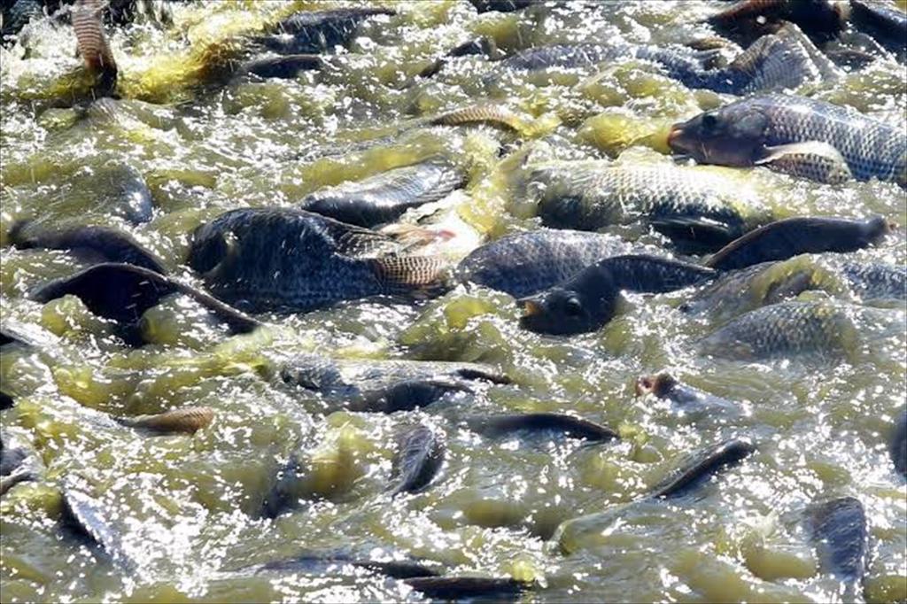 Brazil phát triển các giải pháp mới cho ngành nuôi cá rô phi