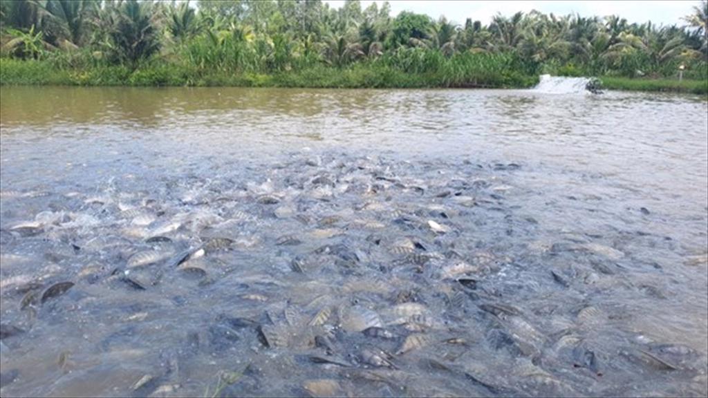 Nuôi cá rô phi Những nguyên tắc giúp nâng cao hiệu quả và lợi nhuận