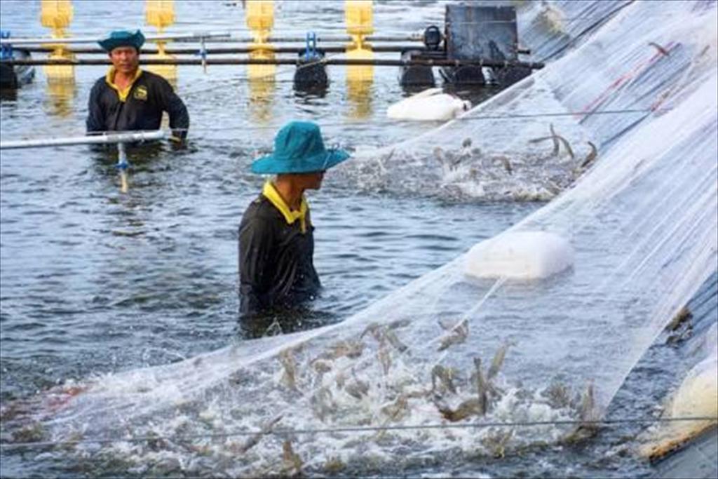 Một số điều kiện quan trọng giúp vụ nuôi tôm thành công