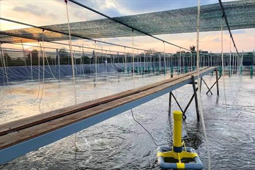 AI và sonar hỗ trợ giám sát sinh khối tôm theo thời gian thực