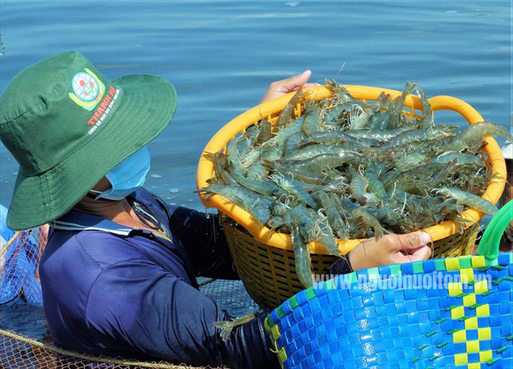Dấu hiệu giúp người nuôi nhận biết sớm sức khỏe tôm