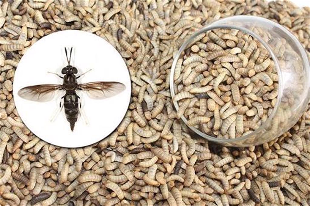 Ruồi lính đen được kỳ vọng giúp châu Phi giảm chi phí thức ăn chăn nuôi