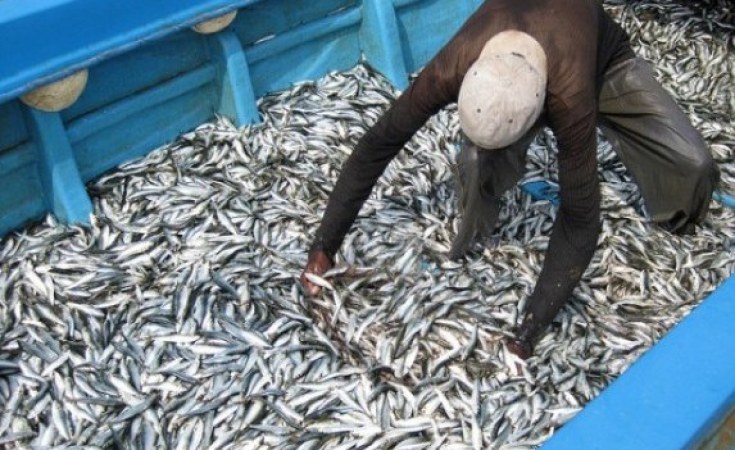 FAO và Tanzania mở rộng chuỗi giá trị thủy sản