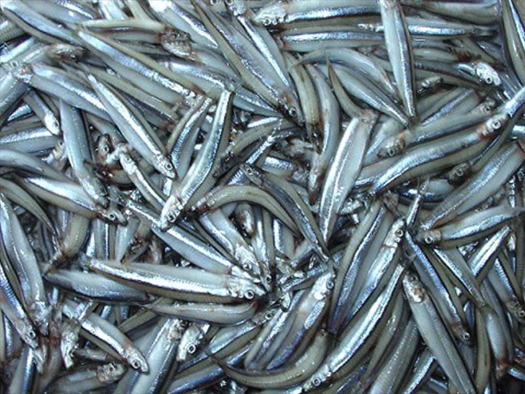 Peru tiếp tục đóng cửa nghề cá cơm, chưa xác định thời điểm mở lại 
