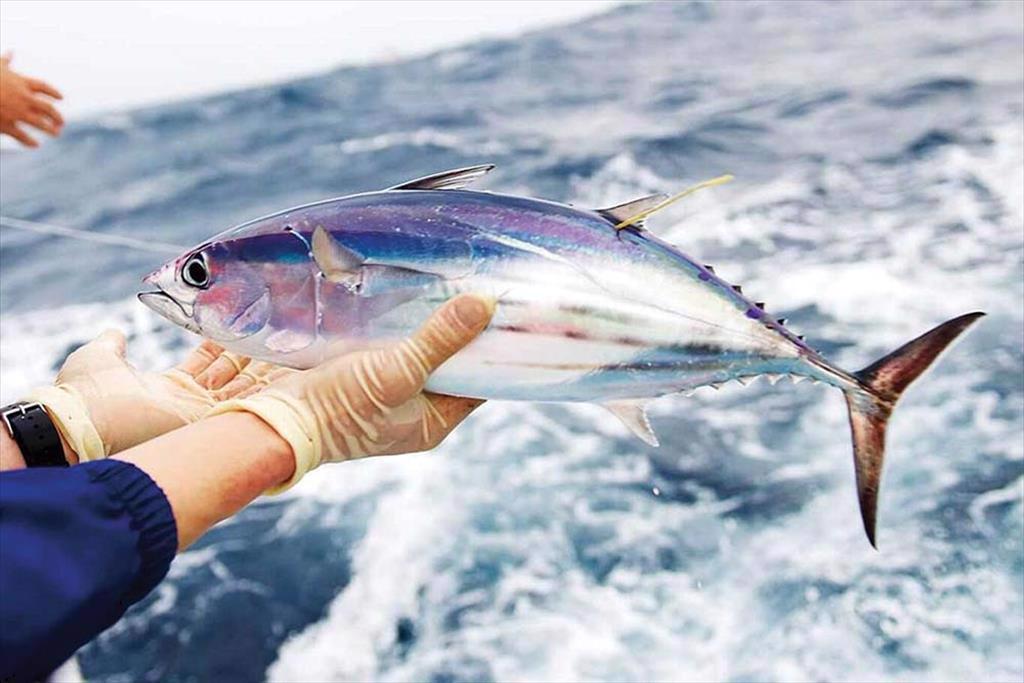 Cá ngừ vây vàng và cá ngừ vằn tại Đông Thái Bình Dương diễn biến trái chiều 