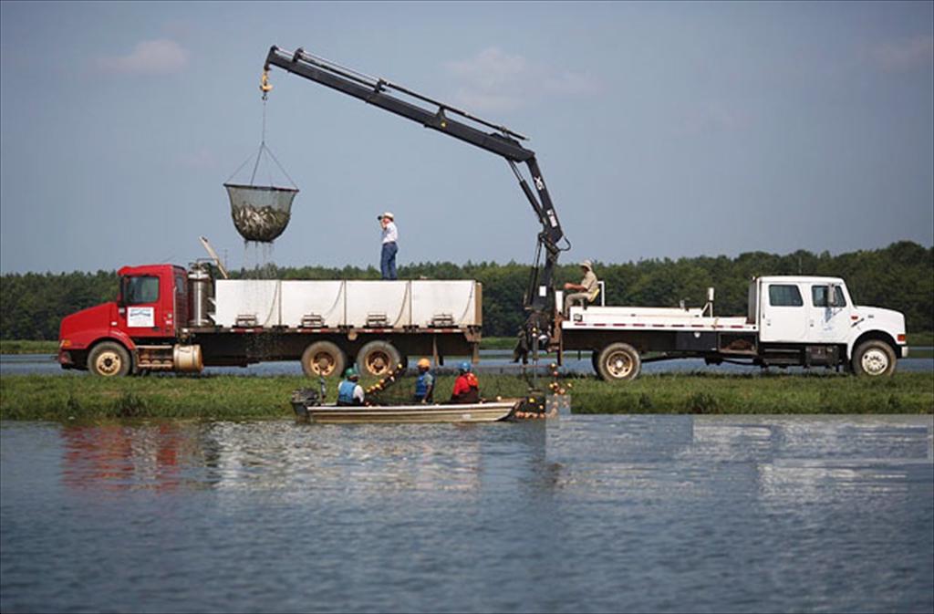 USDA Mỹ mua 25 triệu USD sản phẩm cá da trơn và cá đáy cho chương trình dinh dưỡng quốc gia 