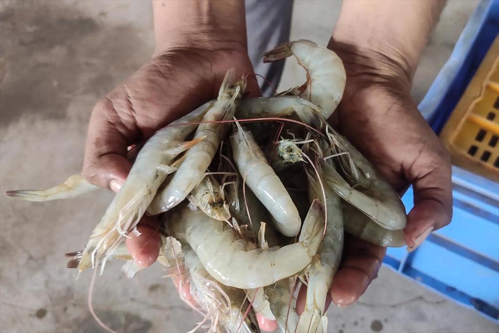 Vinh Long accelerates high-tech shrimp farming