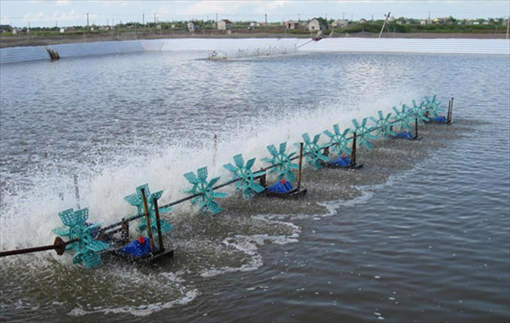 Gỡ điểm nghẽn từ vùng nuôi đến con giống, để ngành tôm bứt phá