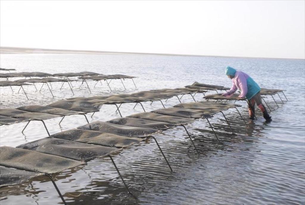 Thủ tục cấp phép phức tạp kìm hãm phát triển nuôi trồng thủy sản Morocco 