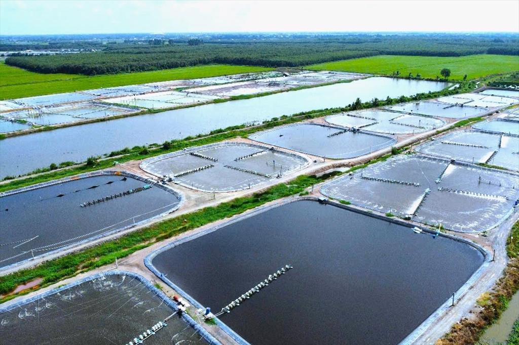 Sáu giải pháp giúp nuôi trồng thủy sản thích ứng tốt hơn với biến đổi khí hậu 