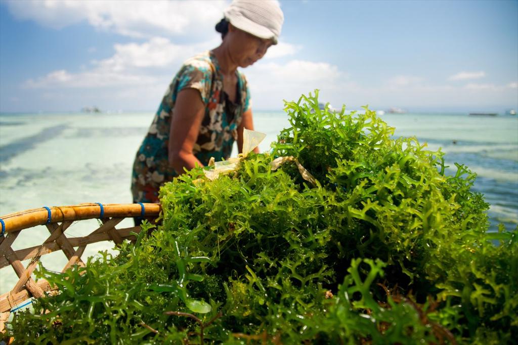 Hiệu quả kép từ nuôi tôm quảng canh kết hợp trồng rong biển 