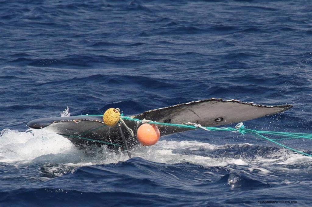 NOAA xem xét cập nhật hệ thống đánh giá nghề cá nước ngoài theo MMPA 