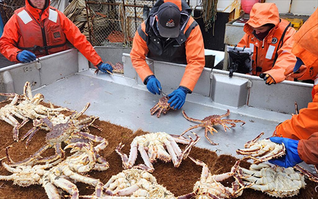 Giá trị ngành cua Bering Sea tăng, phí quản lý giảm cho mùa vụ 20262027