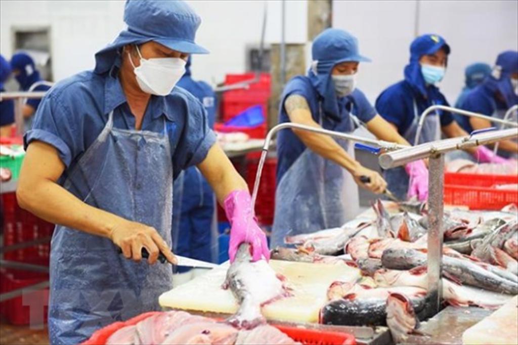 Xuất khẩu cá tra sang Brazil chững lại trong nửa đầu năm 2026 