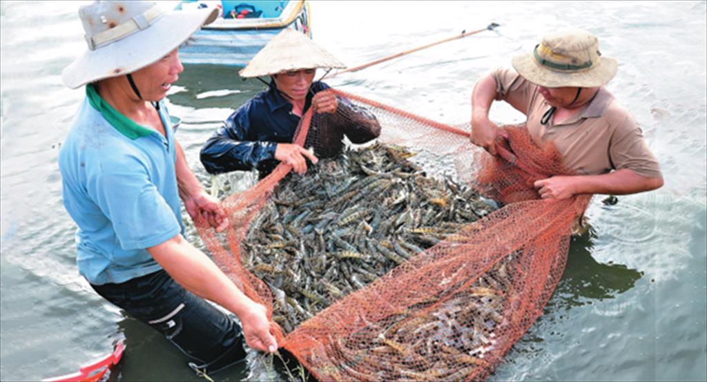 Những nguyên nhân chính khiến tôm chết sớm và cách hạn chế rủi ro