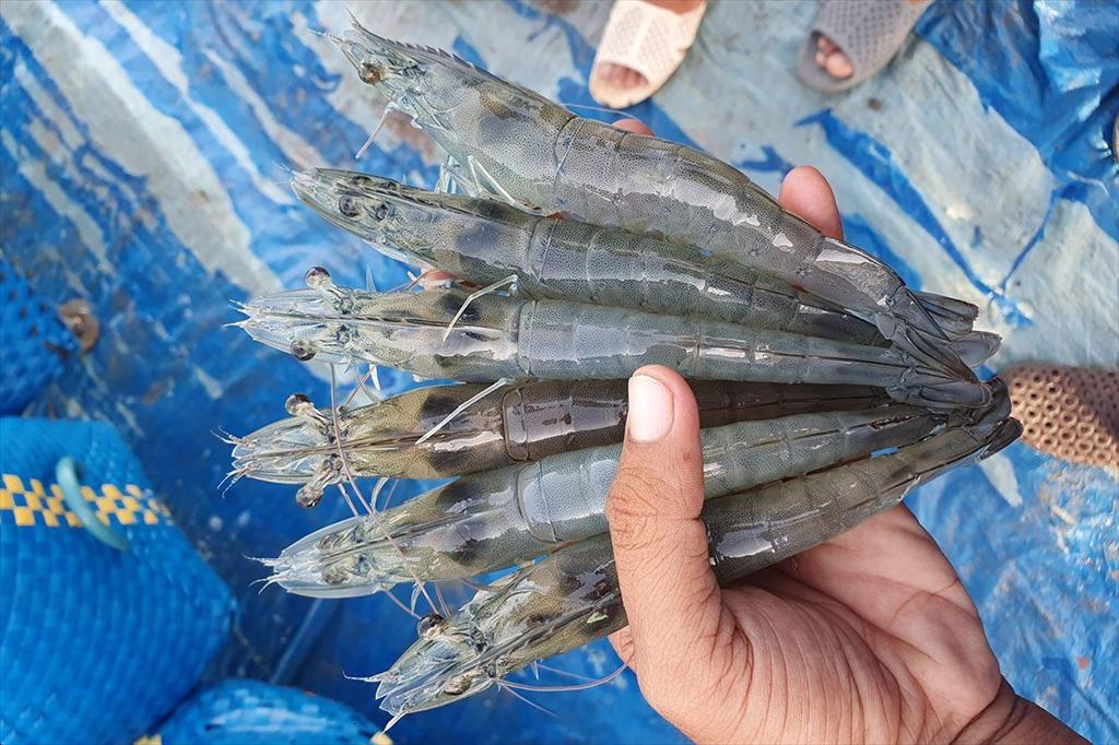 Ecuador chấp thuận Santa Priscila mua tài sản của Ecuaprotein