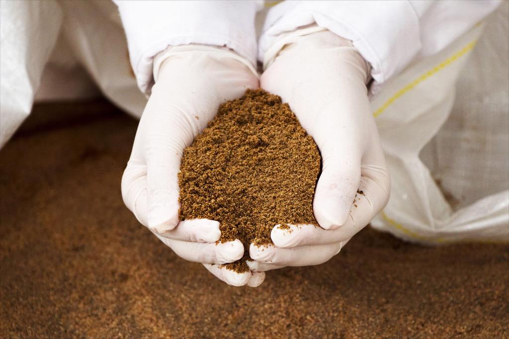 Giá bột cá Peru duy trì ở mức kỷ lục, nguồn cung toàn cầu tiếp tục căng thẳng